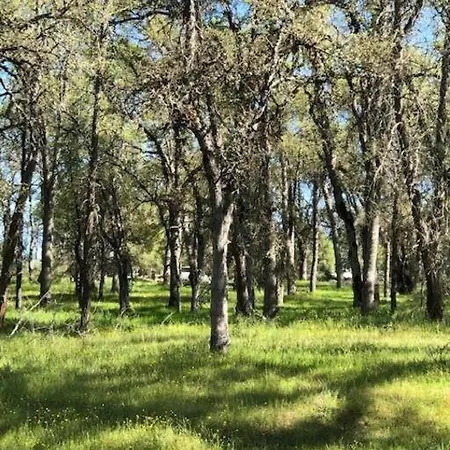 Bear Paw Cabin New Construction Near Yosemite Mariposa Extérieur photo